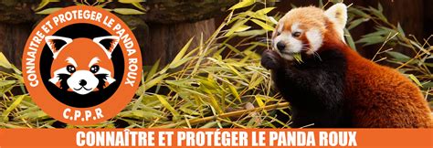 panda roux|CPPR – Connaître et Protéger le Panda Roux